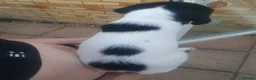 English Springer Spaniel dogs for sale: 🐾 English Springer Spaniel Puppies – £1,000 🐾 - Advert 4