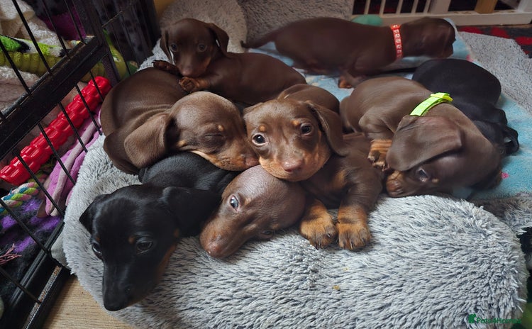 Miniature Dachshund dogs - Advert 13