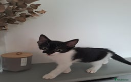 Domestic Shorthair cats for sale: 2 female kittens for sale - Image 14