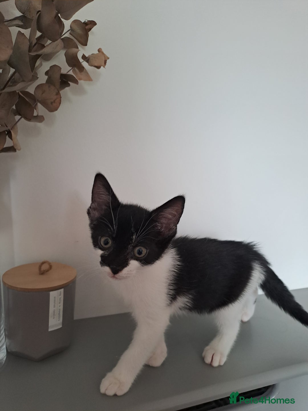 Domestic Shorthair cats for sale: 2 female kittens for sale - Image 14