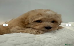 Maltipoo dogs for sale: 5 girls. fully DNA & health tested clear parents.  - Advert 6