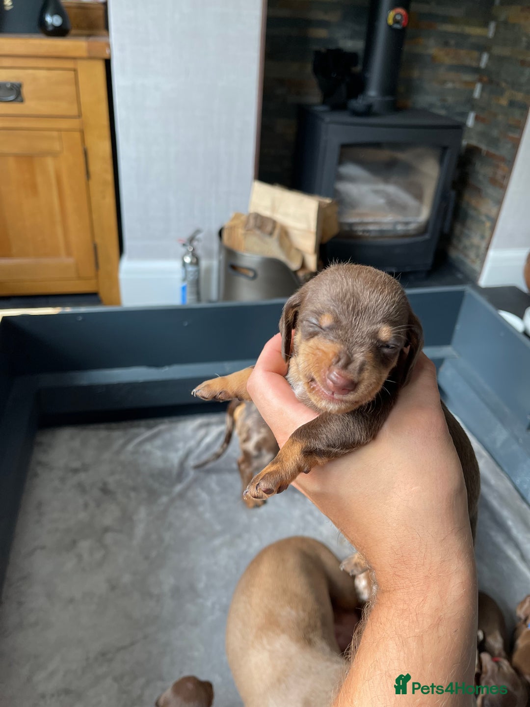 Miniature Dachshund dogs for sale: 🐾READY TO LEAVE NEXT WEEK🐾 - Image 12