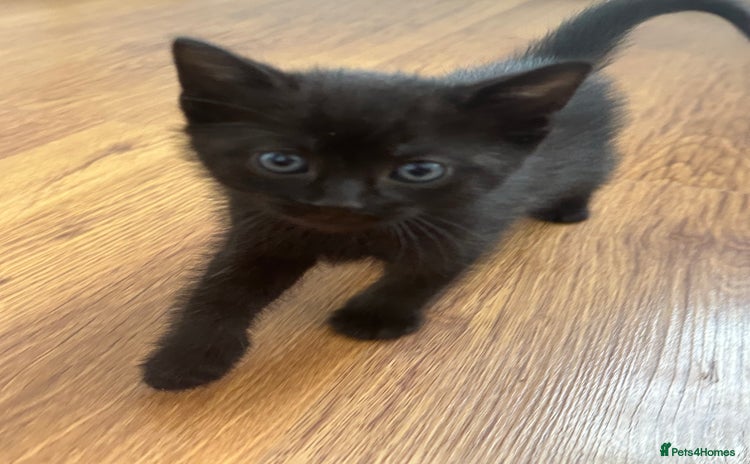 Mixed Breed cats - Advert 10
