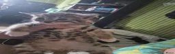 Mixed Breed cats for sale: Kittens - Advert 22