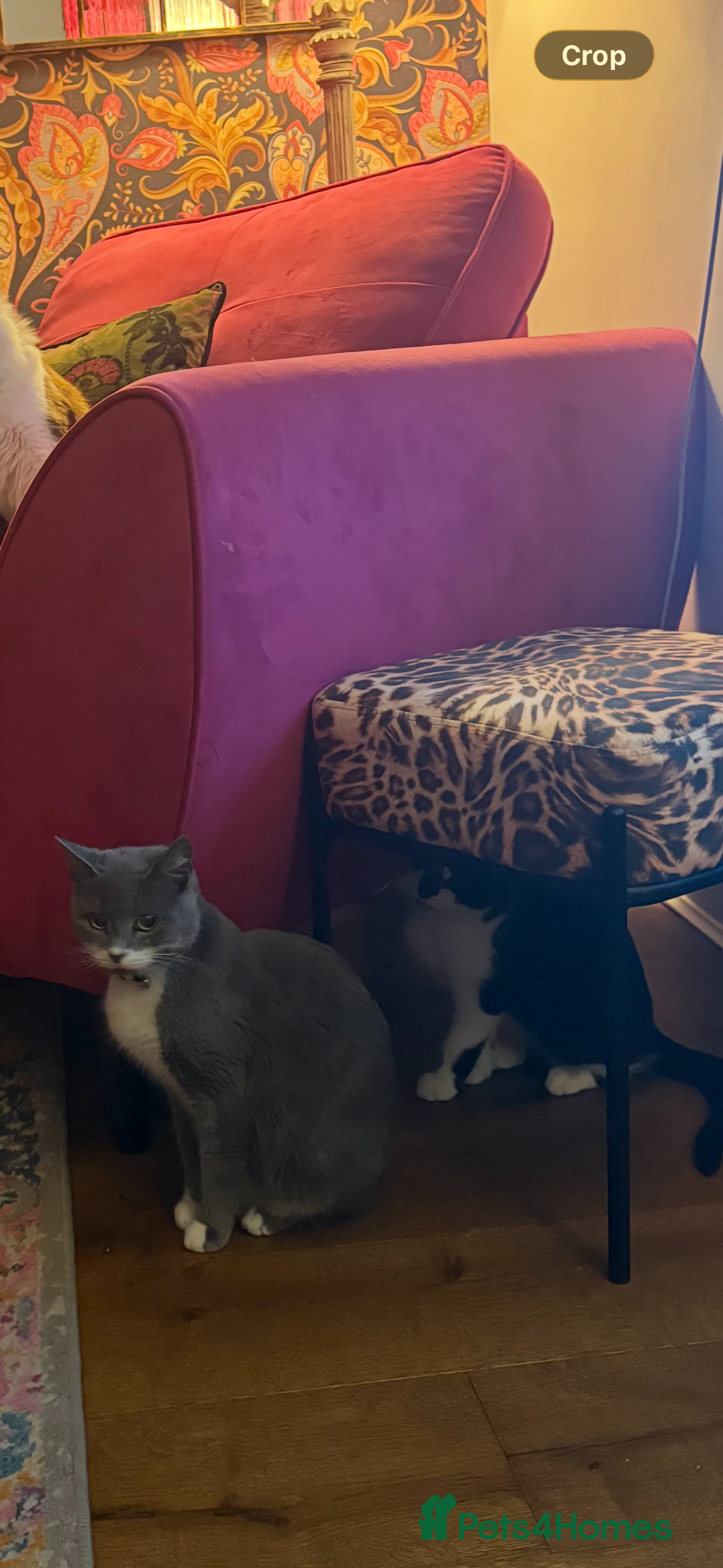 Mixed Breed cats Beautiful black-white male kitten, 3 months old - Advert 1