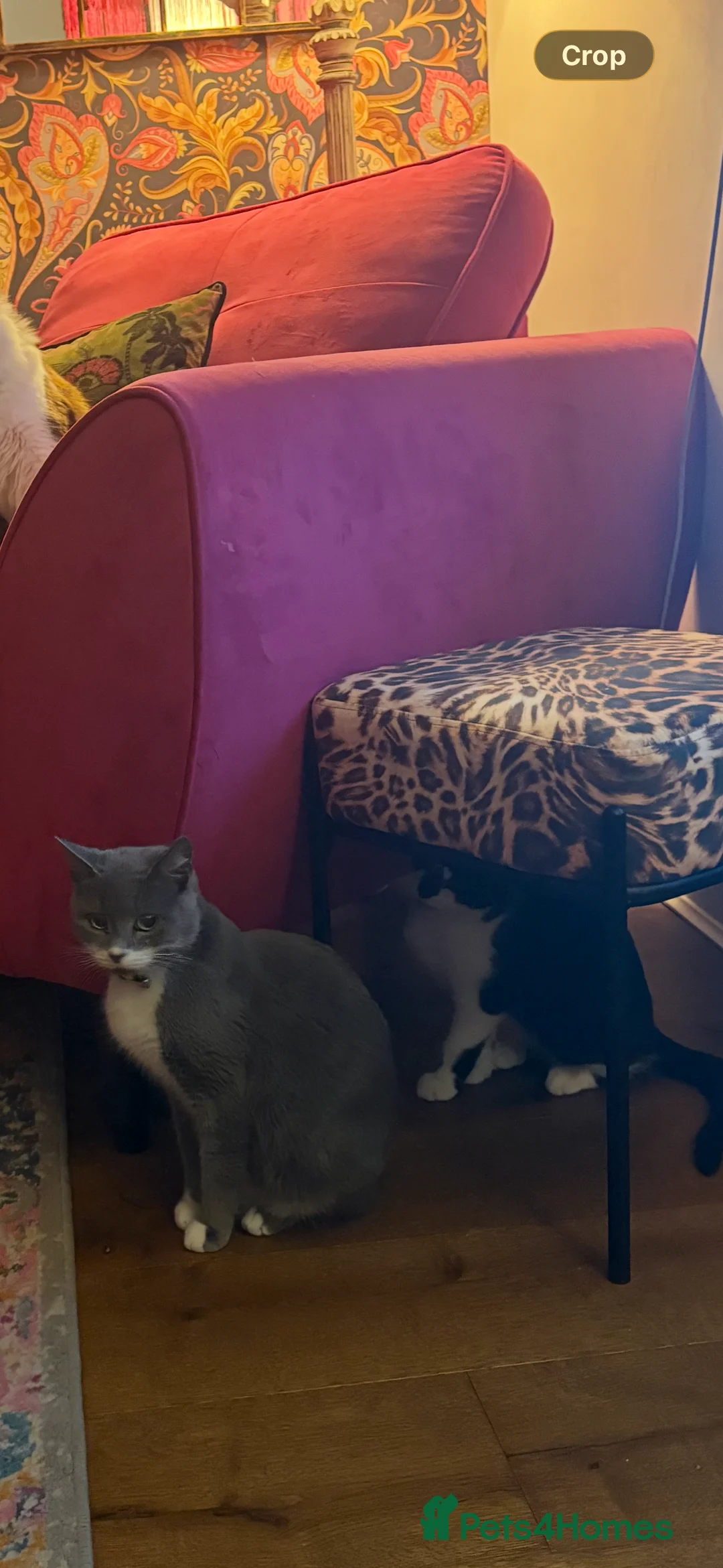 Mixed Breed cats for sale: Beautiful black-white male kitten, 3 months old in Minehead - Advert 1