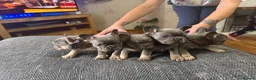 French Bulldog dogs for sale: French bulldog puppies  in Carluke - Advert 8