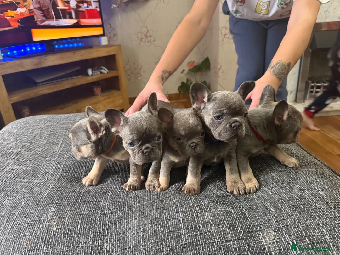 French Bulldog dogs for sale: French bulldog puppies  in Carluke - Advert 8