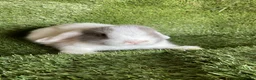 Mini Lop rabbits for sale: Purebred mini lops  - Advert 6
