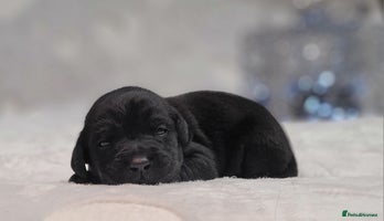 Labrador Retriever dogs - Advert 1