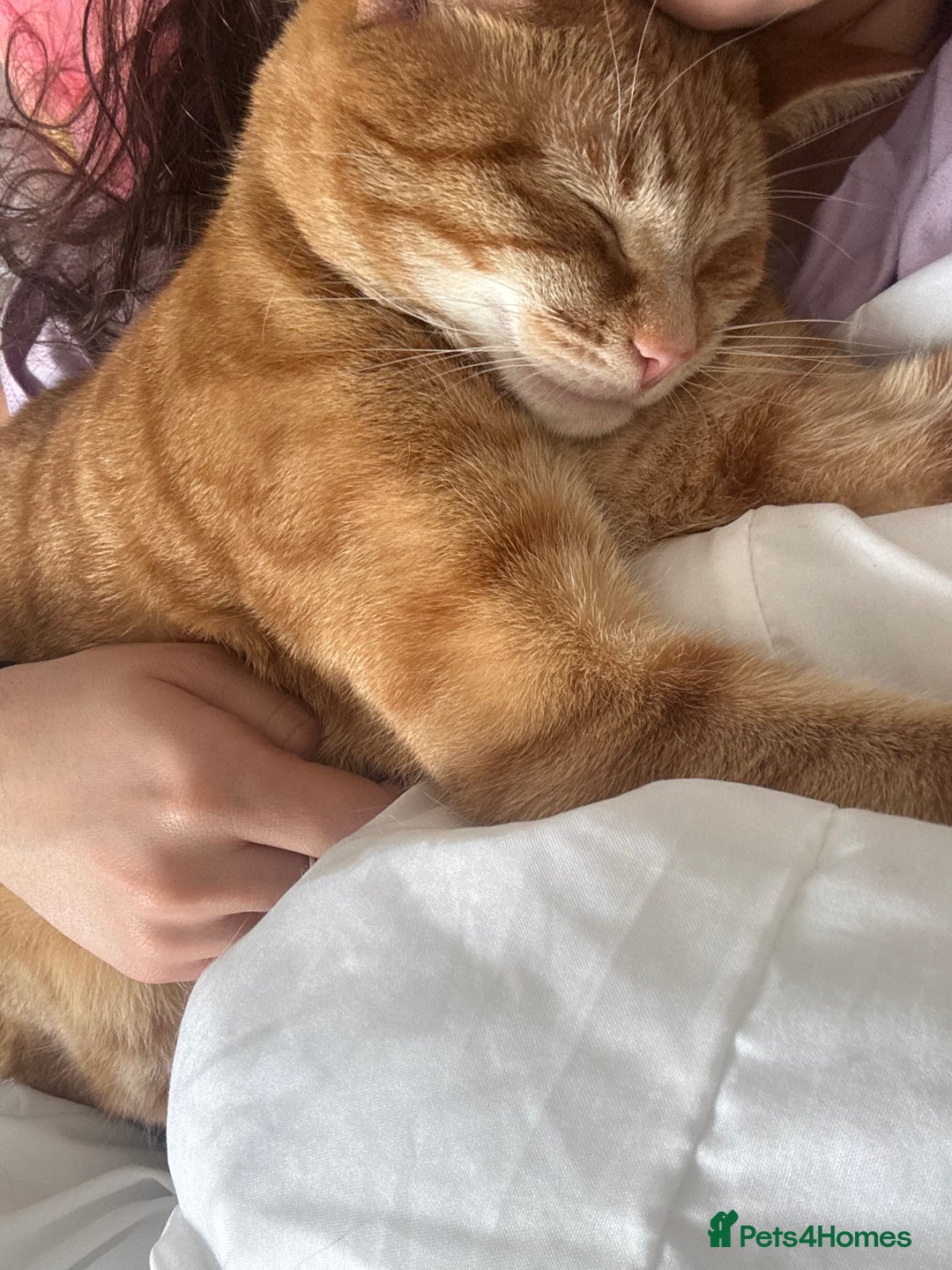 Mixed Breed cats for sale: Peppa and Roni looking for a new loving home! - Advert 8