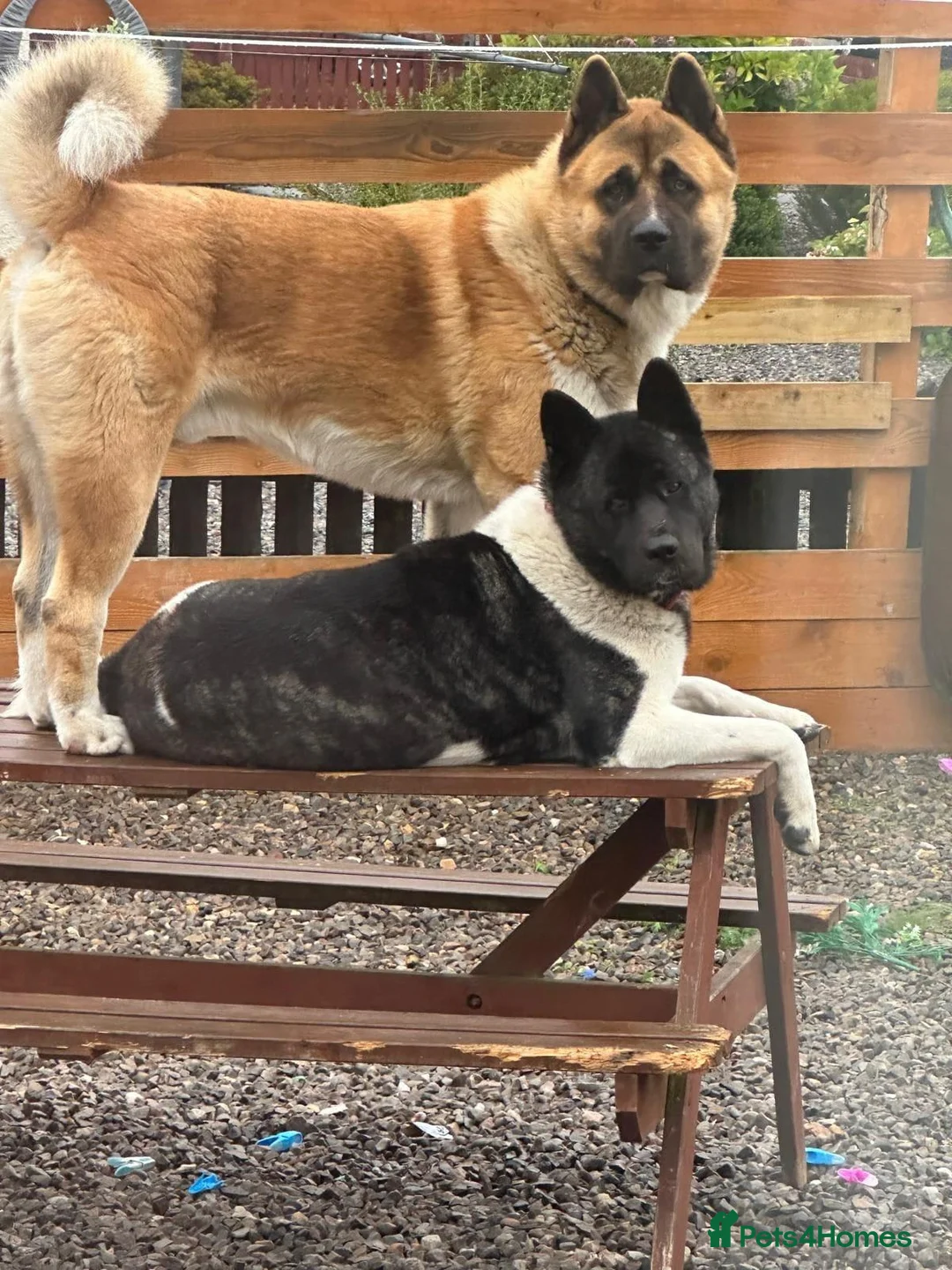 Akita dogs for sale: KC REGISTERED AMERICAN AKITA MALE BLACK MASK - Advert 1