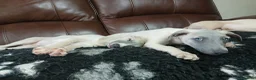 Whippet dogs for sale: High Quality Whippet pups Crufts in Bishop Auckland - Advert 17