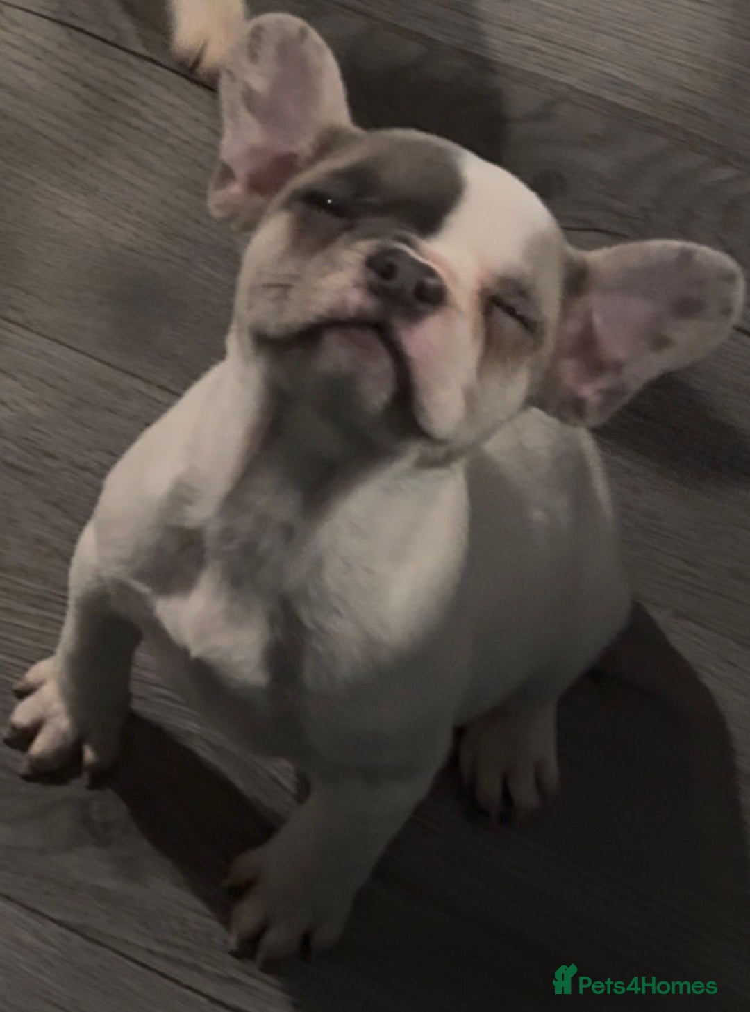 French Bulldog dogs for sale: Last 4 French bulldogs reduced  - Advert 19