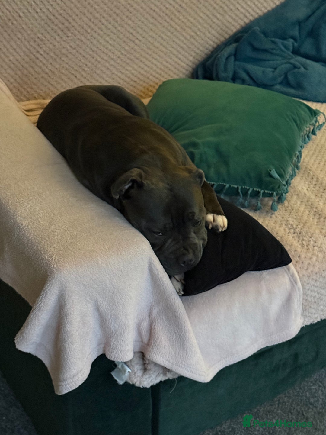 Staffordshire Bull Terrier dogs for sale: Staffordshire bull terrier kc reg  - Advert 2