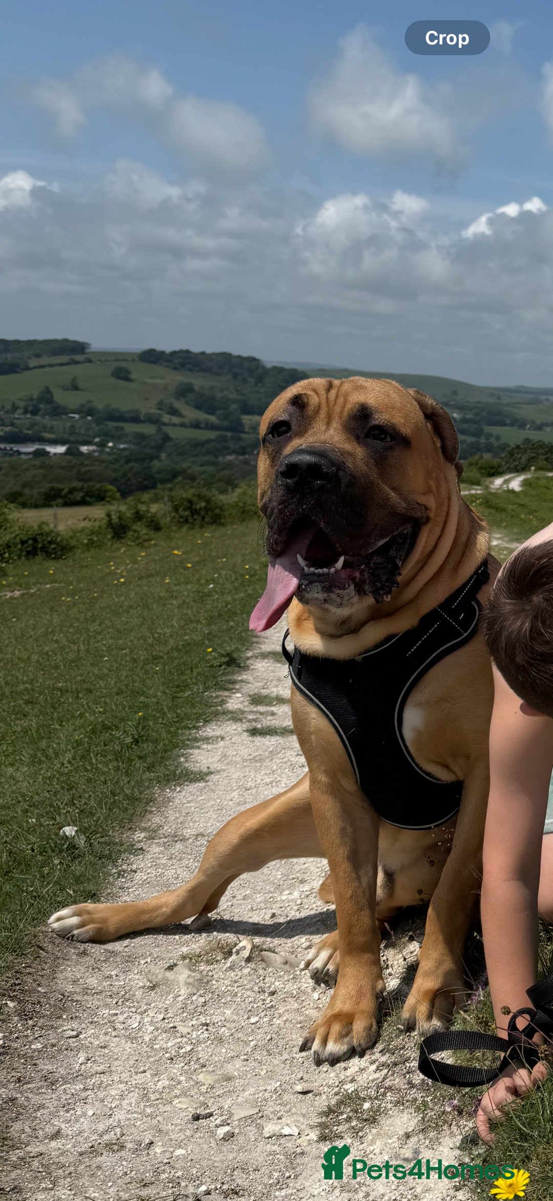 Cane Corso dogs for sale: Two beautiful cane corsos looking to be rehomed - Image 10