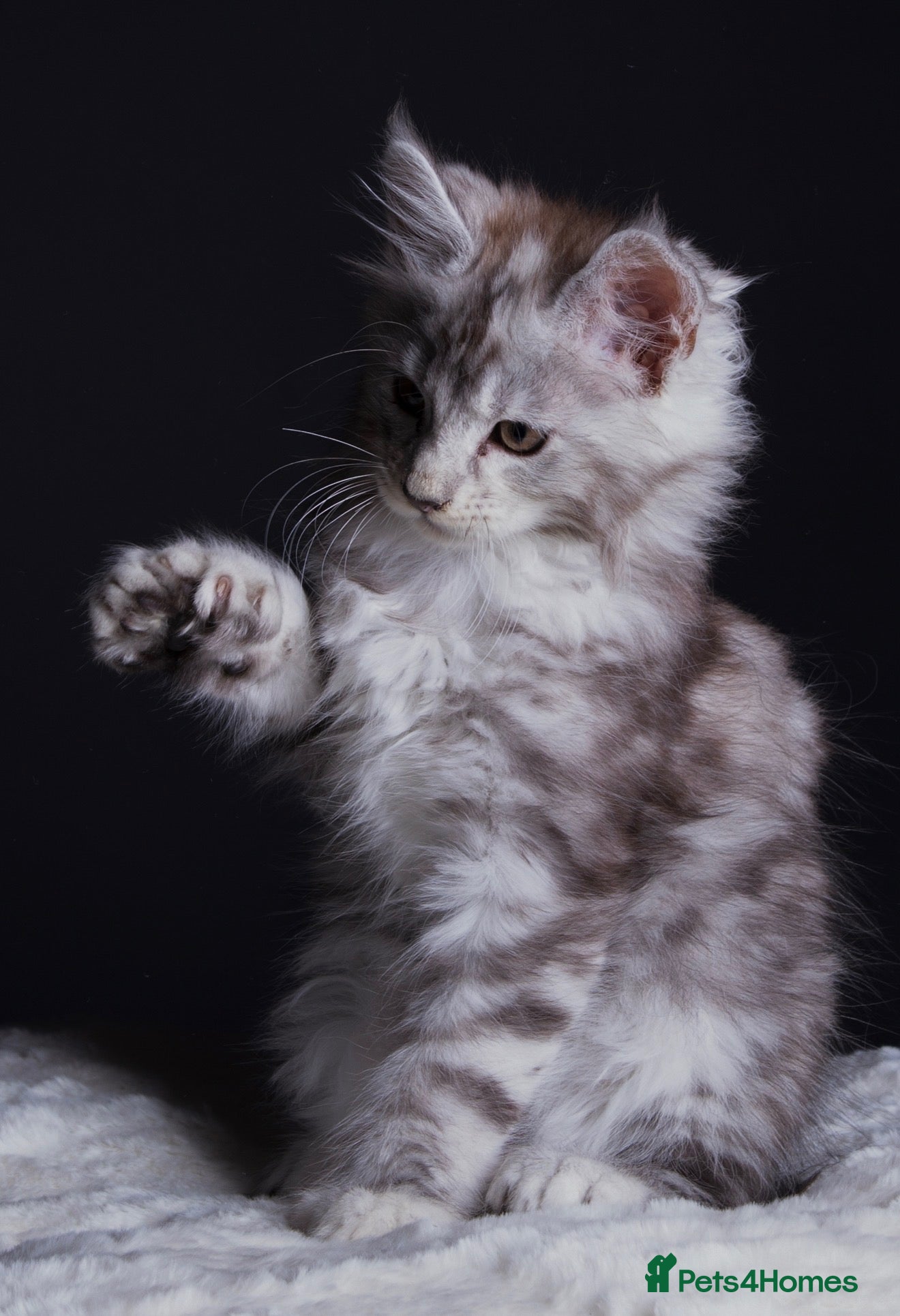 Maine Coon cats Black Silver Polydactyl MaineCoon Active Register  - Advert 9