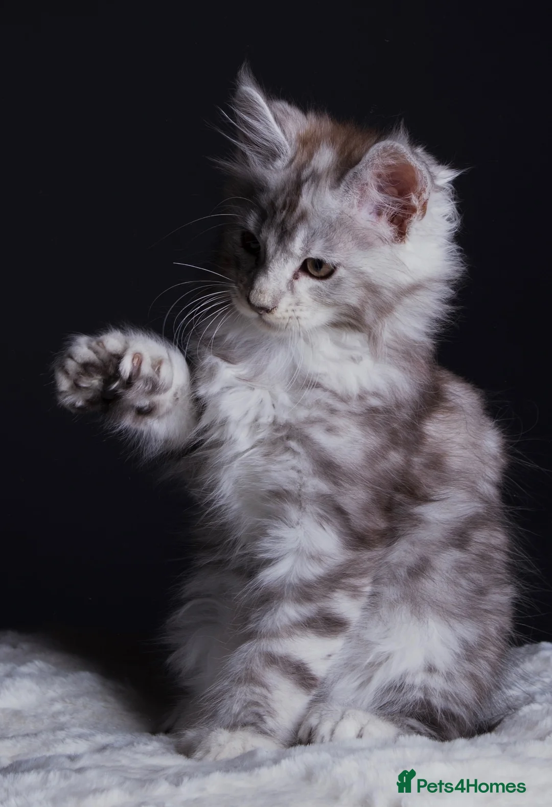 Maine Coon cats for sale: Black Silver Polydactyl MaineCoon Active Register  in Bonnybridge - Advert 1