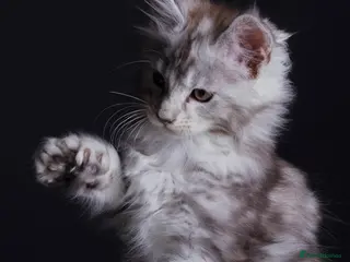 Maine Coon cats Black Silver Polydactyl MaineCoon Active Register - Advert 10