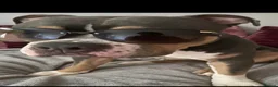 American Bully dogs for stud: Blue tri colour pocket bully for stud - Advert 3