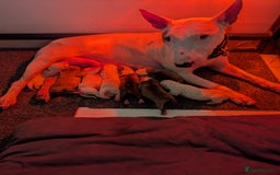 English Bull Terrier dogs for sale: Original English bull terriers  - Image 14