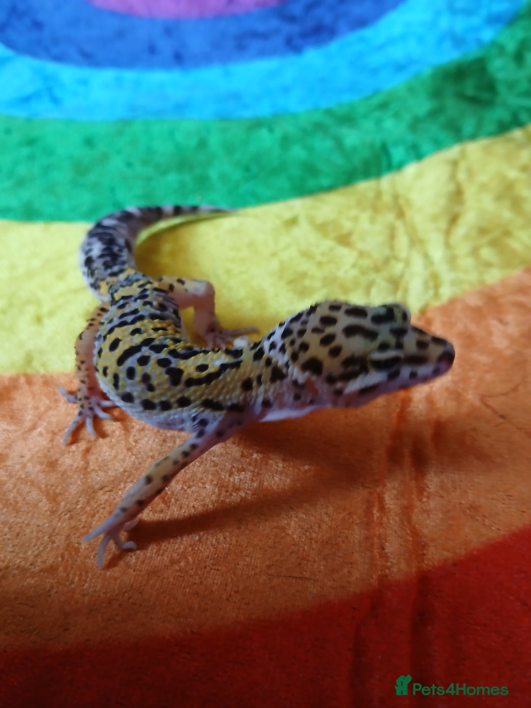 Leopard Gecko reptiles for sale: Baby's leopard geckos  in Rochester - Image 5