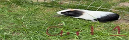 Guinea Pig rodents for sale: Beautiful guinea pigs for sale - Advert 2