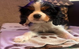 Cavalier King Charles Spaniel dogs for sale: Beautiful ckc puppies - Image 2