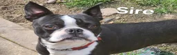 Boston Terrier dogs for sale: ⭐️KC registered beautiful Boston terrier puppies - Advert 4