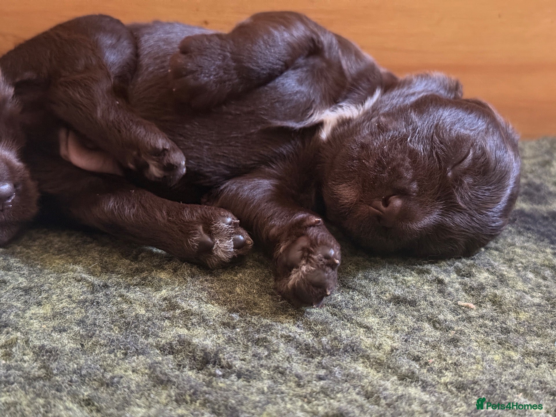 Australian Labradoodle dogs     🐾 Adorable Australian Labradoodle Puppies  - Advert 1