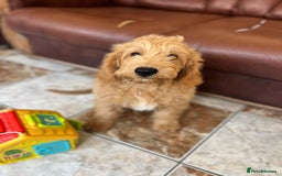 Mixed Breed dogs for sale: GoldenDoodles puppies  - Image 13