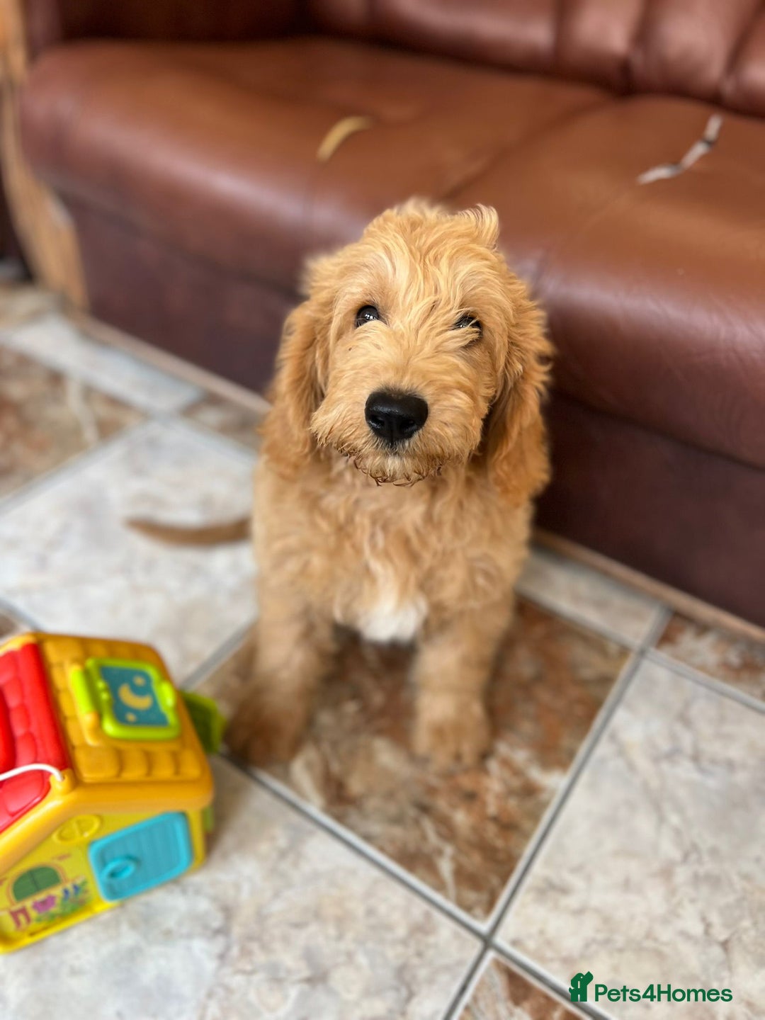 Mixed Breed dogs for sale: GoldenDoodles puppies  - Image 13