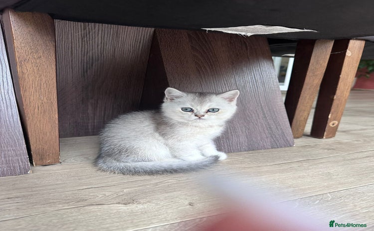 British Shorthair cats - Advert 10