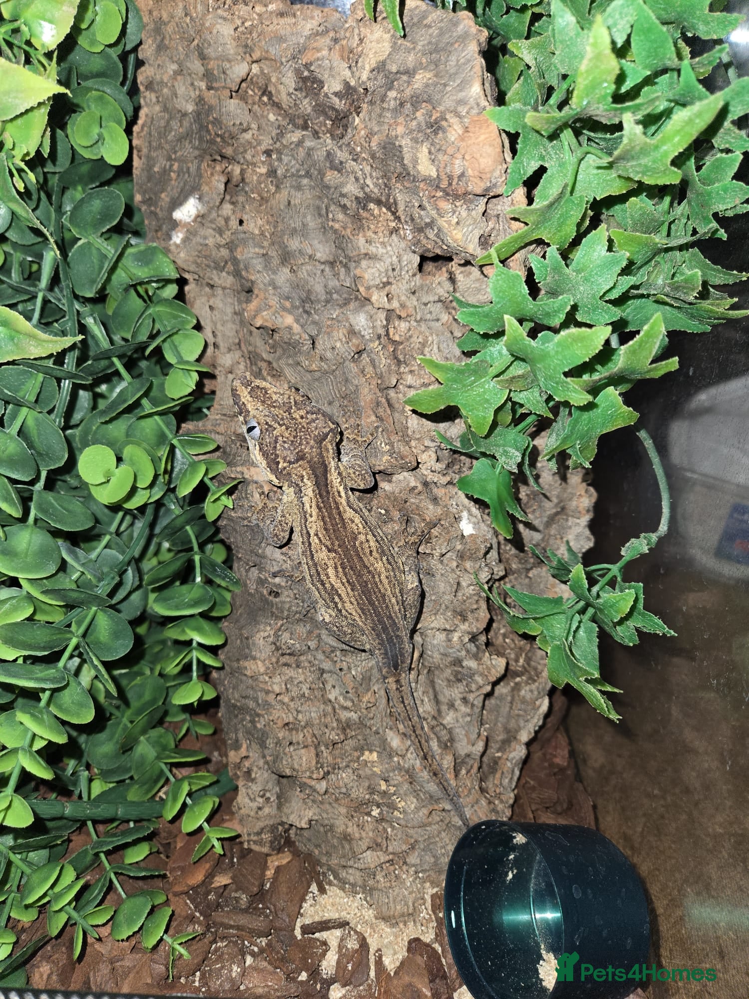 Gecko reptiles Lizards for sale - Advert 21