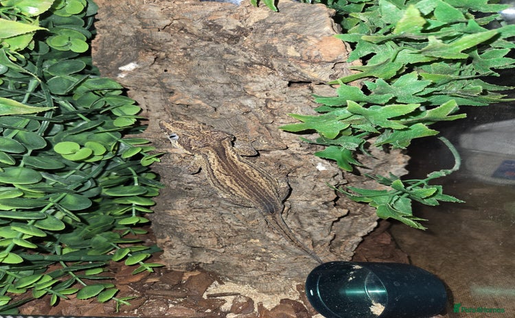 Gecko reptiles - Advert 2