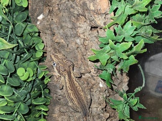 Gecko reptiles - Advert 1