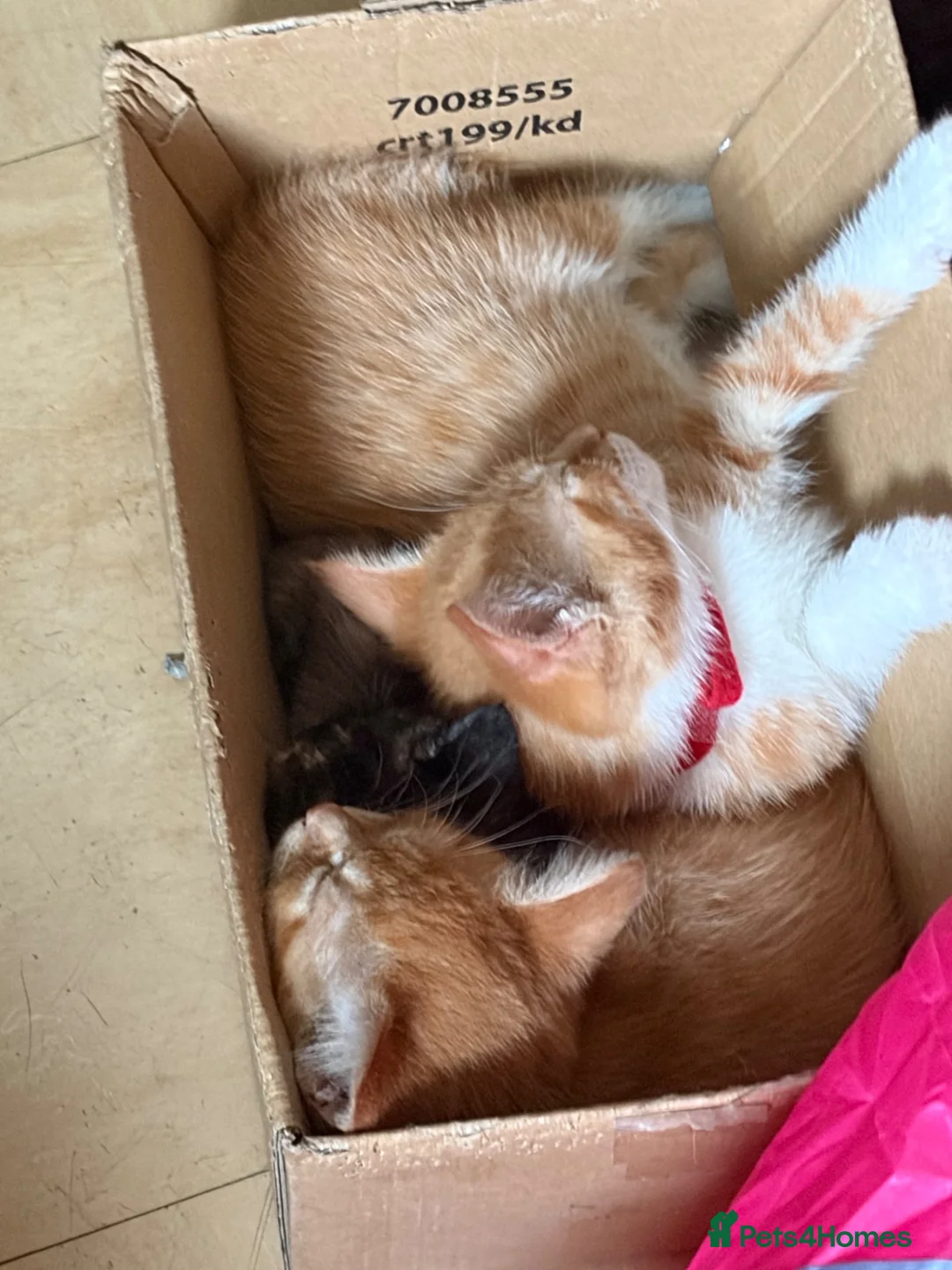 Mixed Breed cats for sale: Male ginger  - Advert 8