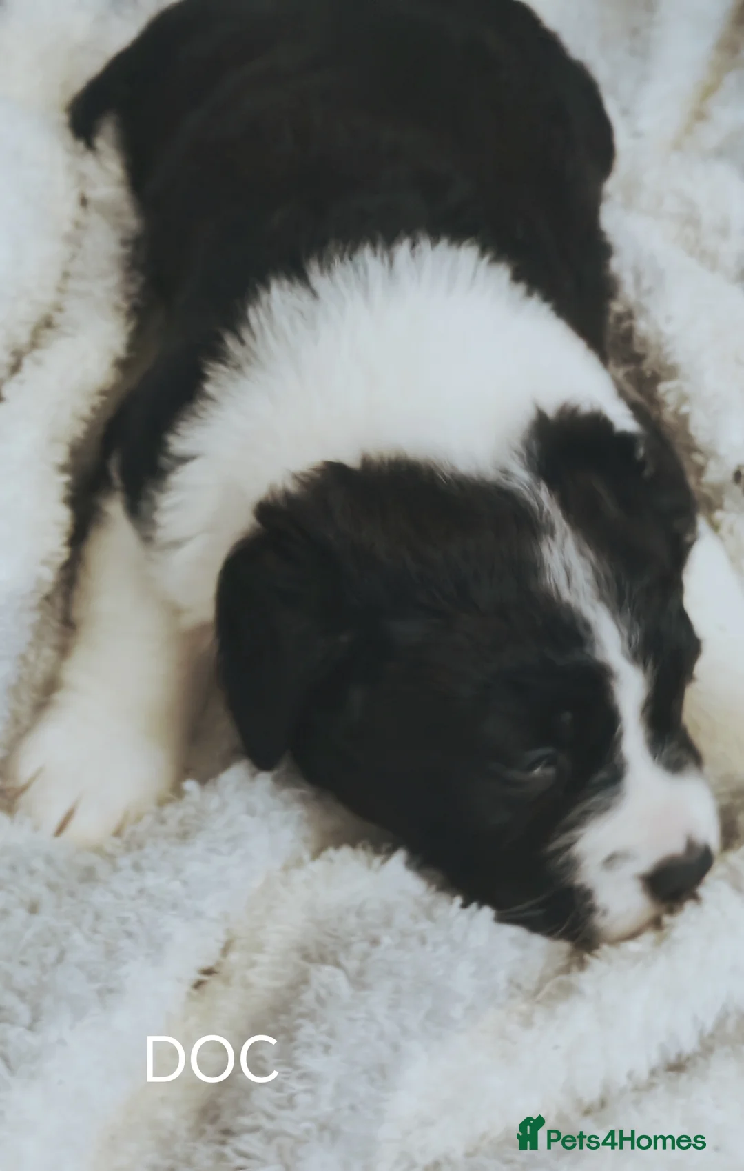 Mixed Breed dogs for sale:  REDUCED!! 2 OLD TYME BORDER COLLIE PUPPIES!  - Advert 33
