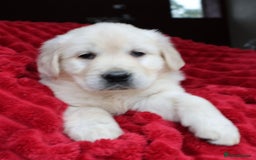 Golden Retriever dogs for sale: KC, Extensively Health tested Parents. Snow white - Image 8