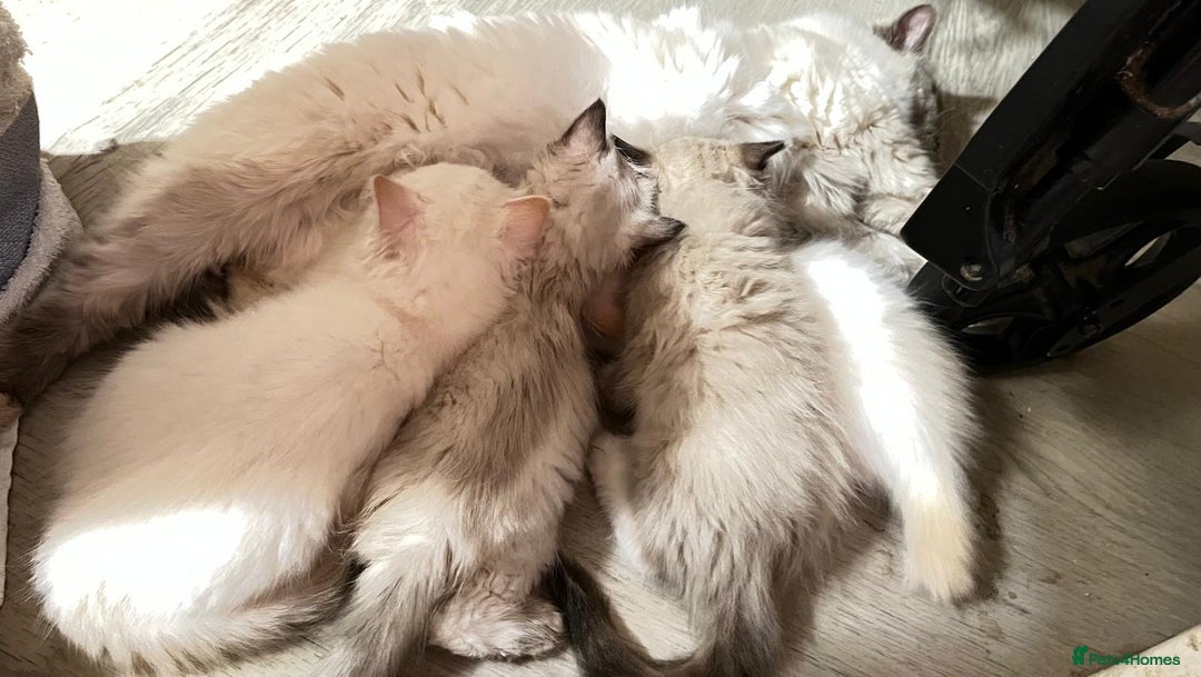 Ragdoll cats for sale: 4 Ragdoll Kittens - Advert 25