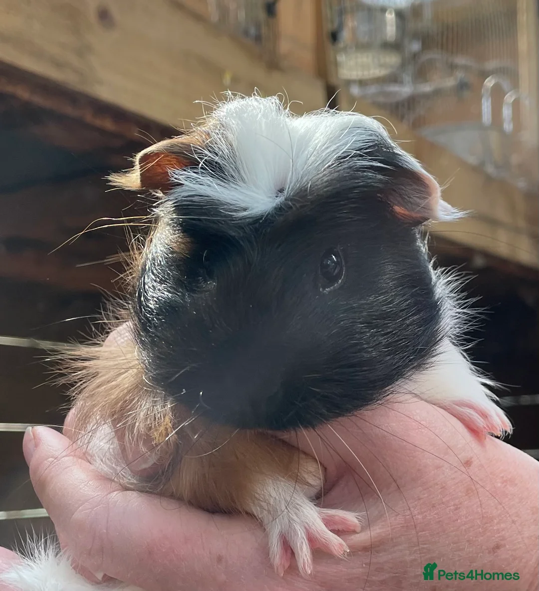 Guinea Pig rodents for sale: Baby sow/girl guinea pigs babies - Advert 24