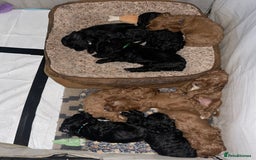 Cavapoo dogs for sale: Adorable Healthy Cavapoo Puppies  - Image 15