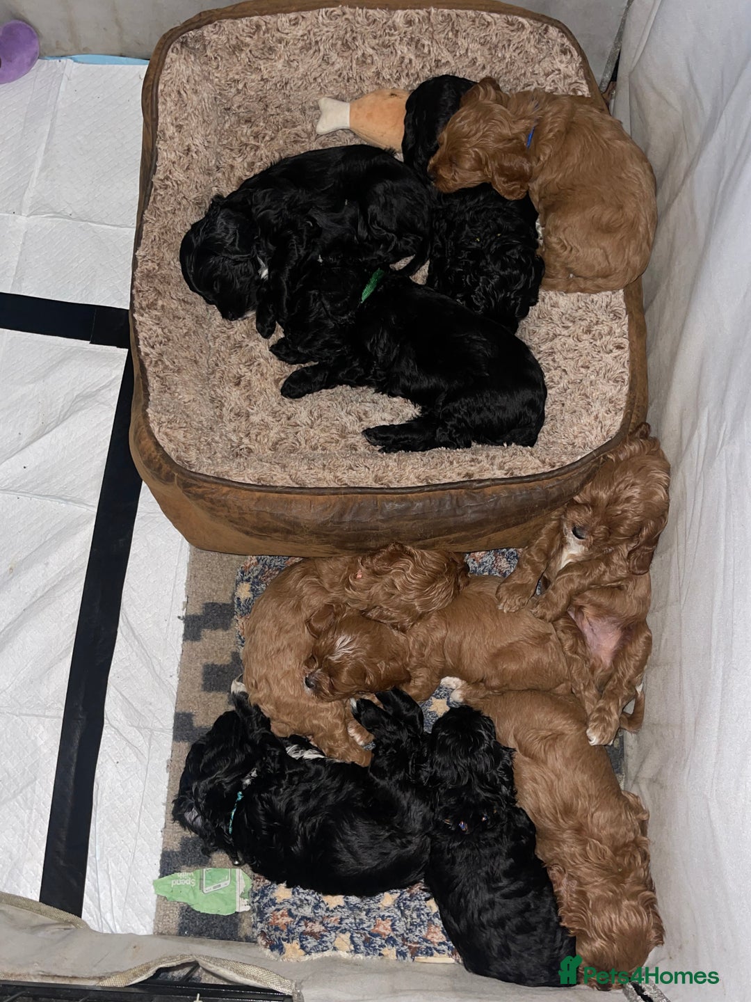 Cavapoo dogs for sale: Adorable Healthy Cavapoo Puppies  - Image 15