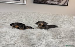 Miniature Dachshund dogs for sale: Miniature Daschund 🤏🏽 💖pink💖 - Image 5