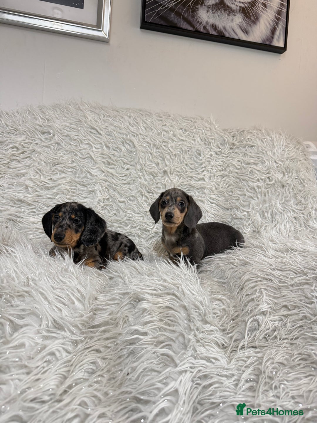Miniature Dachshund dogs for sale: Miniature Daschund 🤏🏽 💖pink💖 - Image 5
