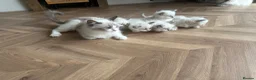 Ragdoll cats for sale: Ragdoll kittens pedigree  in Ellesmere Port - Advert 6
