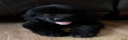 Newfoundland dogs for sale: Beautiful Newfoundland Puppies in Kingston upon Thames - Advert 5