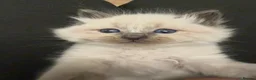 Ragdoll cats for sale: 5 Ragdoll kittens - Advert 23