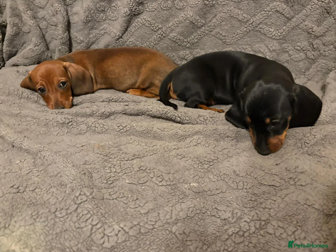 Dachshund dogs for sale: Miniature/standard dachshund puppies - Advert 1