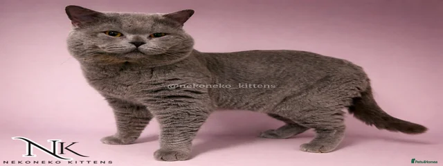 Odin